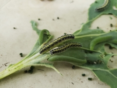 Pieris brassicae