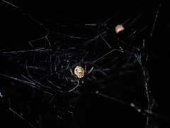 Parasteatoda cingulata