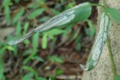 Archernis humilis