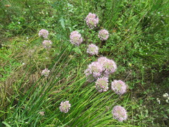 Allium senescens