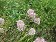 Allium senescens