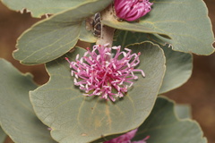 Hakea cucullata