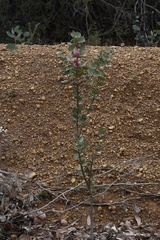 Hakea cucullata