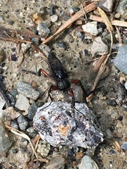 Bibio pomonae