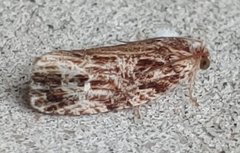 Phaecasiophora confixana