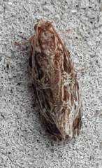 Phaecasiophora confixana