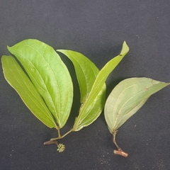 Calliandra trinervia