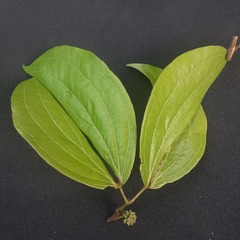 Calliandra trinervia
