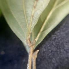 Calliandra trinervia