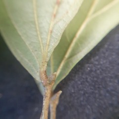 Calliandra trinervia