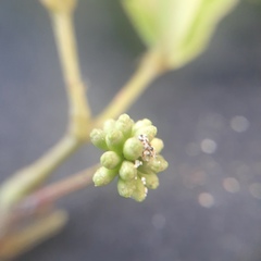 Calliandra trinervia