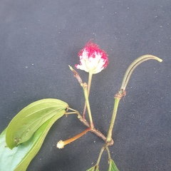 Calliandra trinervia