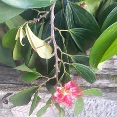 Calliandra trinervia