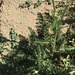 photo of Common Yarrow (Achillea millefolium)