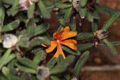Hibbertia selkii