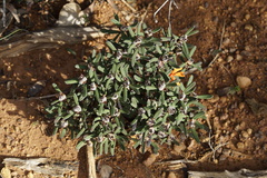 Hibbertia selkii