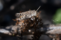 Calliptamus barbarus