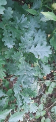 Quercus robur