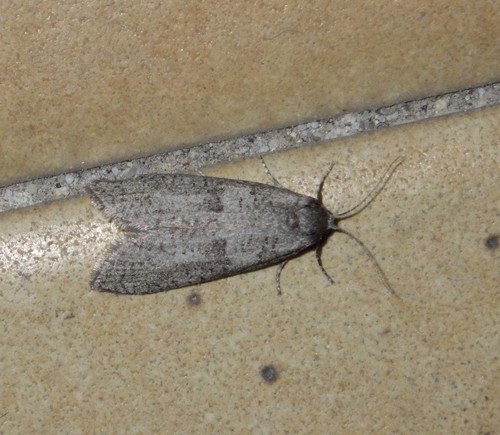 Penestoglossa dardoinella