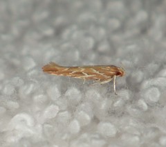 Pyroderces argyrogrammos