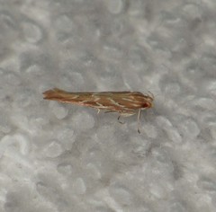 Pyroderces argyrogrammos