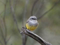 Eopsaltria griseogularis