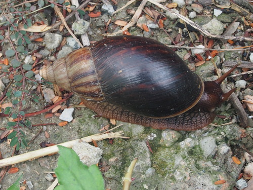 Giant Blonde Snail
