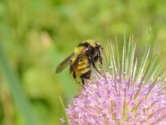 Bombus borealis