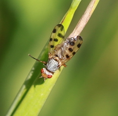 Melieria crassipennis
