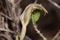 Pterostylis angusta