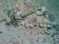 Amblyeleotris arcupinna