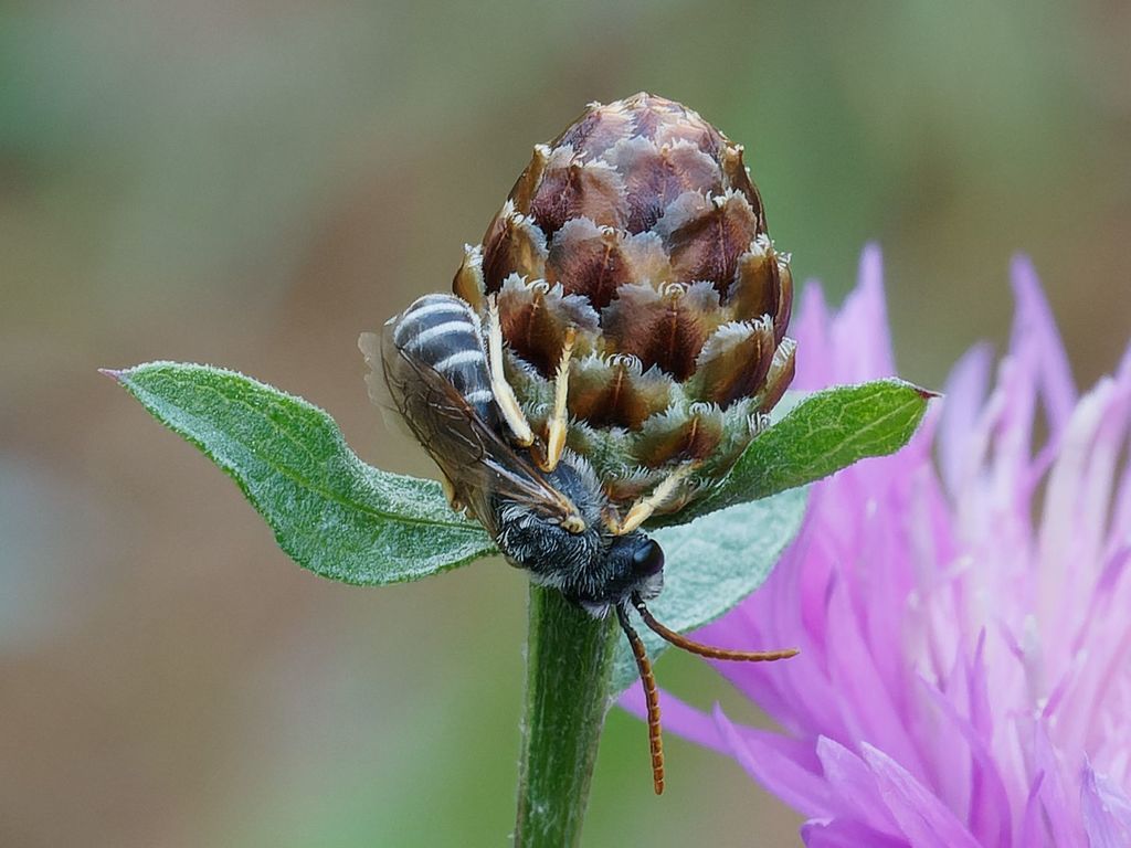 Downland Furrow Bee