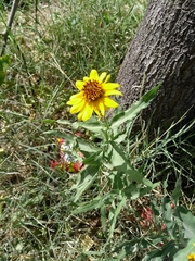 Helianthus laciniatus