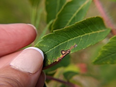 Stigmella intermedia