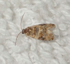 Lobesia botrana