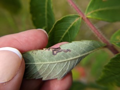 Stigmella intermedia