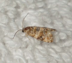 Lobesia botrana