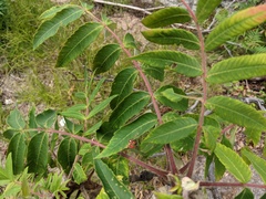 Stigmella intermedia