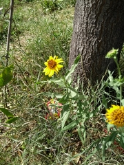 Helianthus laciniatus