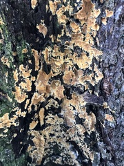 Gloeoporellus merulinus