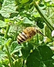 Amegilla garrula