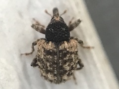 Pheloconus cribricollis