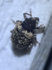 Pheloconus cribricollis