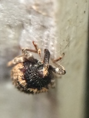 Pheloconus cribricollis