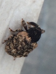 Pheloconus cribricollis