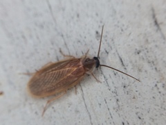 Compsodes schwarzi