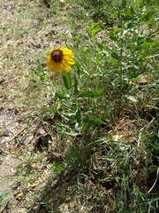 Helianthus laciniatus