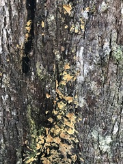 Gloeoporellus merulinus