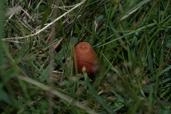 Hygrocybe