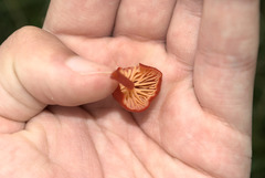 Hygrocybe
